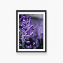 Plakat w ramce, Lawenda - czarna ramka, 20x30 cm