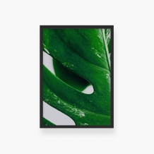 Plakat w ramce, Monstera Liść - czarna ramka, 20x30 cm