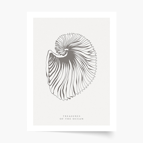 Plakat, Seashells, 20x30 cm