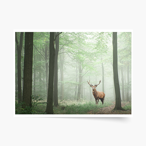 Plakat, Las: Deer, 40x30 cm