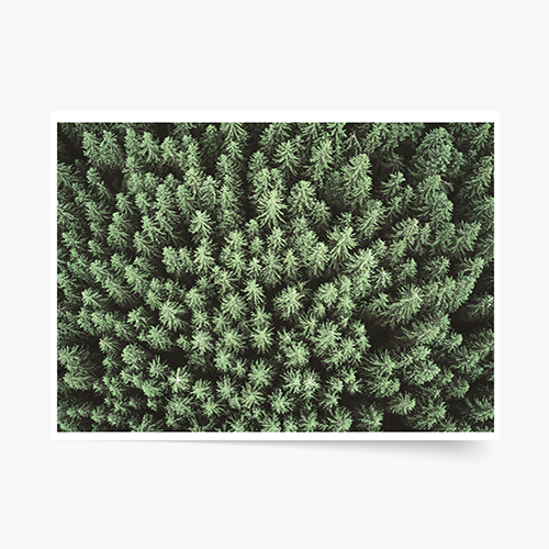 Plakat, Las: Woods, 70x50 cm