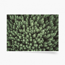 Plakat, Las: Woods, 40x30