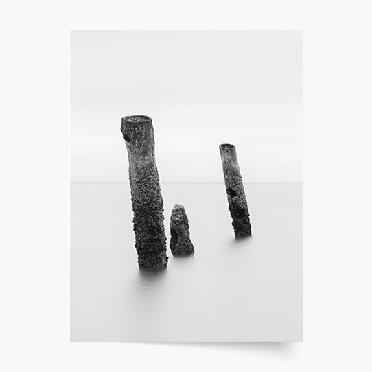 Plakat, Czarno-biały: Drzewa, 20x30 cm