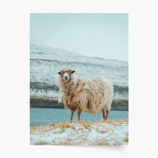 Plakat, Tatry: Owca, 20x30 cm