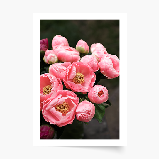 Plakat, Kwiaty: Peonie 1, 20x30 cm