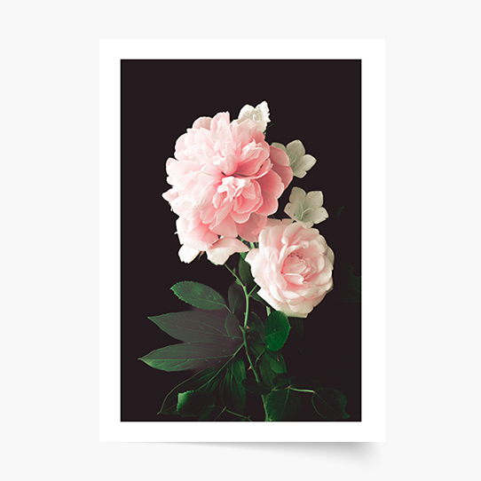 Plakat, Kwiaty: Peonie 2, 20x30 cm