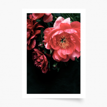 Plakat, Kwiaty: Peonie 2, 20x30