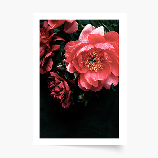 Plakat, Kwiaty: Peonie 3, 20x30 cm