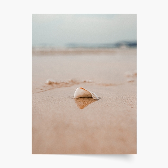 Plakat, Morze: Muszelka, 20x30 cm