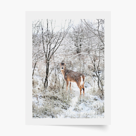 Plakat, Święta: Renifer 4, 40x60