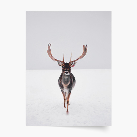 Plakat, Święta: Renifer 1, 21x30