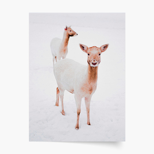 Plakat, Święta: Reniferki, 21x30