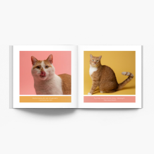 Album kociaka fotoksiążka, 20x20 cm