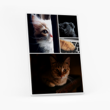 Obraz, Kotek, 20x30 cm